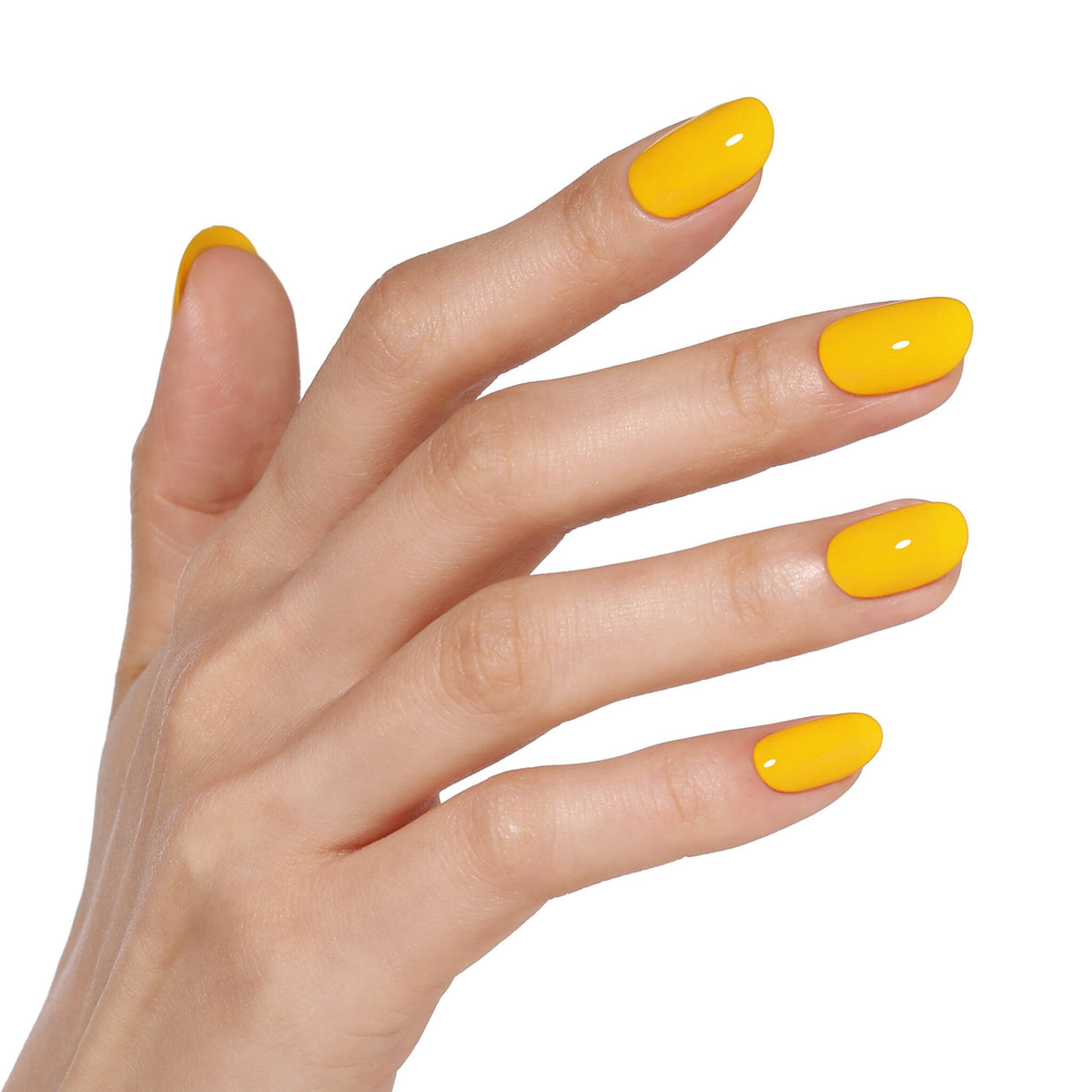 AW2414 Sunflower Glow